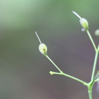 Rhopalephora scaberrima (Blume) Faden